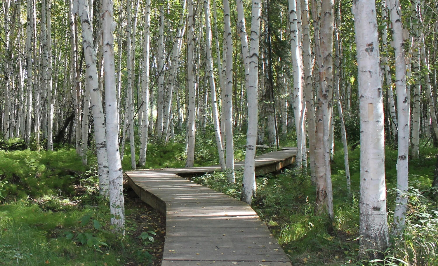 Birch tree path